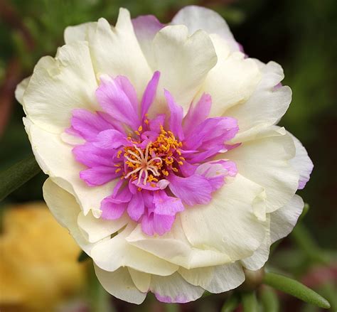 Portulaca grandiflora ist eine einjährige oder schwach ausdauernde krautige sukkulente pflanze. Portulakröschen.... Foto & Bild | pflanzen, pilze ...