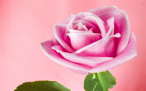 Beautiful Single Pink Rose 2560x1600 Wallpaper