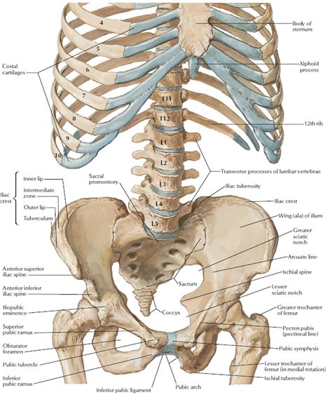 Back Bones Diagram Bones Of The Pelvis And Lower Back Tht