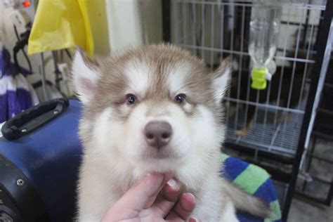 Find great deals on ebay for husky puppies for sale. LovelyPuppy: 20140115 Giant Wooly Siberian Husky Puppy