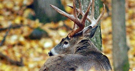 Fall Is Deer Season In Michigan