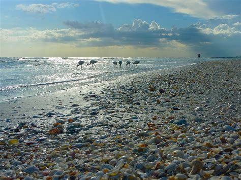 Sanibel Island Florida More Shells Than You Could Ever Imagine