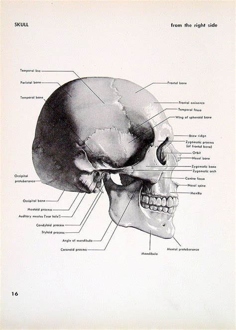 Diagram Of Back Of Skull