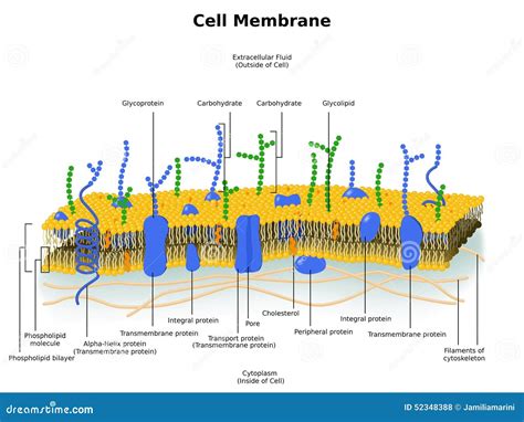 Cell Membrane Plasma Membrane Structure Stock Illustration Image