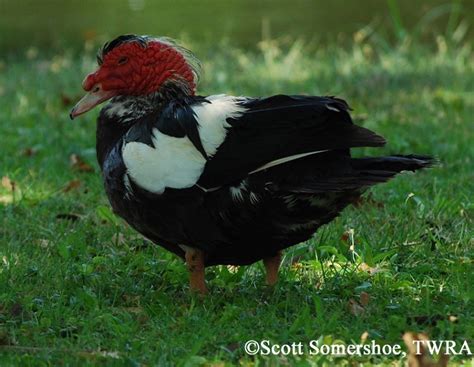 Muscovy Duck Information From The Twra