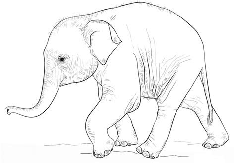Gambar 20 Gambar Mewarnai Binatang Gajah Anak Kartun Karikatur Di