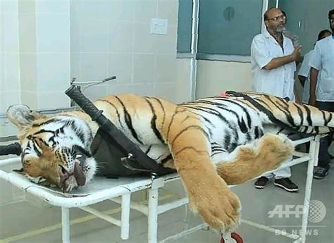 13人殺害の「人食いトラ」射殺、駆除の手法めぐり批判も インド 写真4枚 国際ニュース：afpbb News