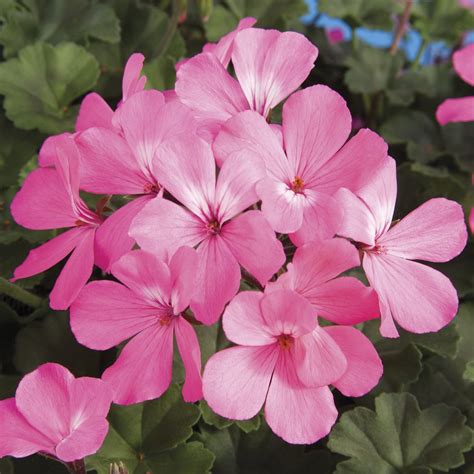 Caliente Pink Geranium Plants For Sale Free Shipping