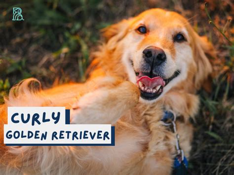 A Guide To The Curly Golden Retriever Barks In The Park