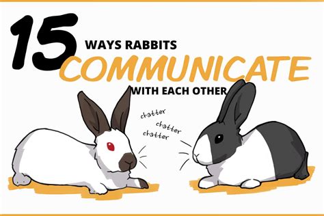 15 Ways That Rabbits Communicate With Each Other