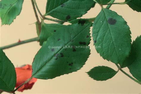 Black Spots On Rose Leaves