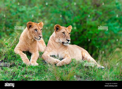 Female African Lions Panthera Leo Resting On A Termite Mound Masai