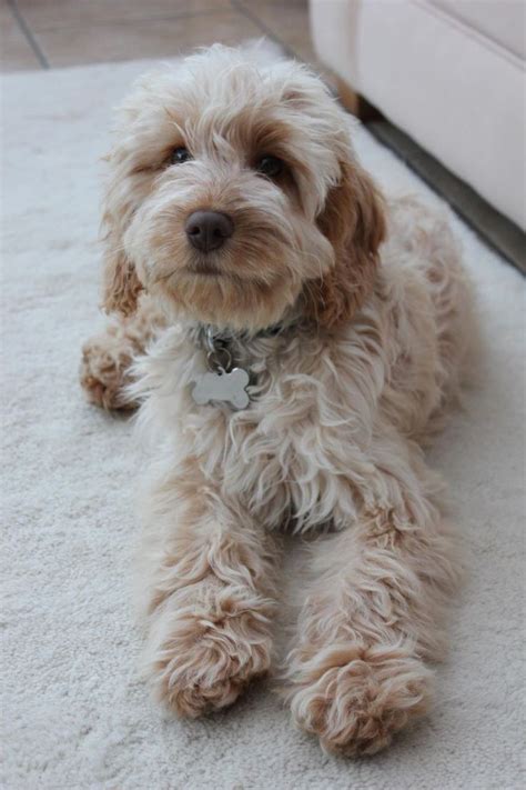 Stunning Cockapoo Girl Ready Now Photo In Cockapoo Puppies