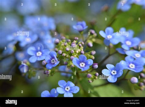 Brunnera Jack Frost High Resolution Stock Photography And Images Alamy