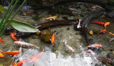 13 Best Types Of Backyard Pond Fish Aqua Movement
