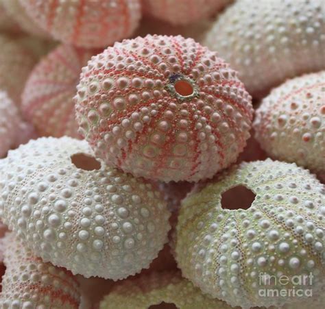 Pink And White Sea Urchins Photograph By Paulette Thomas Fine Art America
