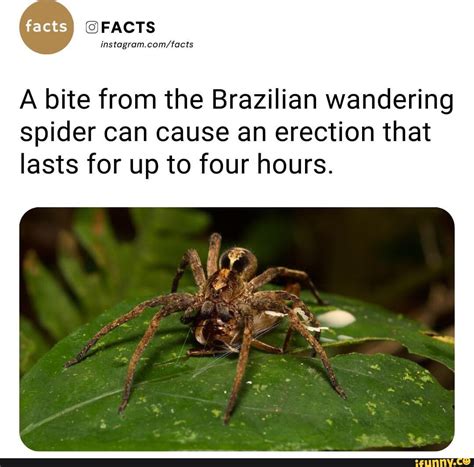 Facts Facts A Bite From The Brazilian Wandering Spider Can Cause An