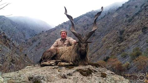 Markhor Ibex Hunting