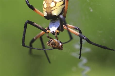 Top 10 Most Wanted Bugs In Your Garden Spider Alabama Cooperative