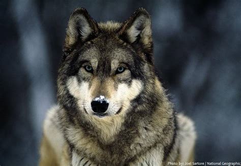 Interesting Facts About Gray Wolves Just Fun Facts