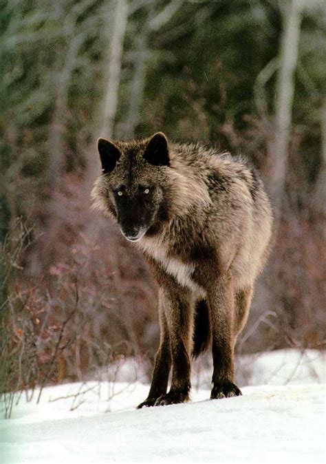 Gray Wolf Canis Lupus From The Sawtooth Pack By Jim And Jamie Dutcher