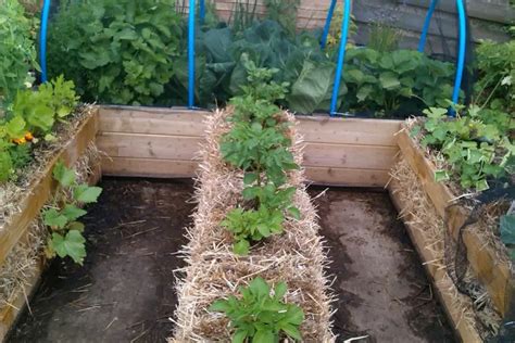 How Long Does A Straw Bale Garden Last No Dig Vegetable Gardening Blog