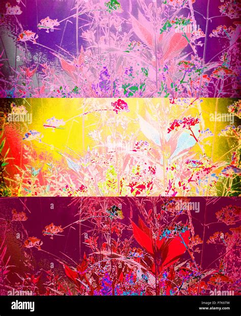 Collage Of Multi Layered Photographs Of Branches Colored Stock Photo