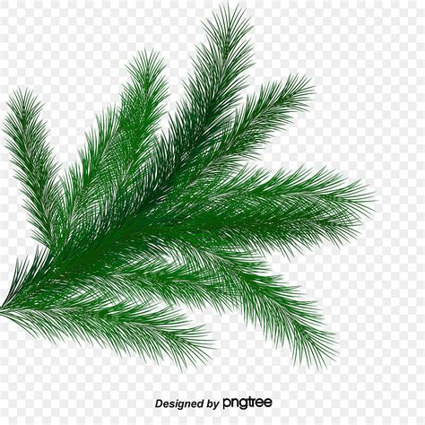 Christmas Greenery Png Vector Psd And Clipart With Transparent