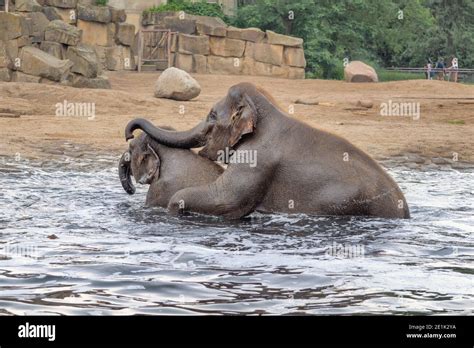 Baby Elephants Playing In Water Elephants World Stock Photo Alamy