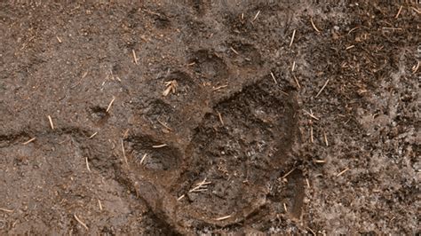 grizzly bear tracks spotted 7 miles south of grangeville