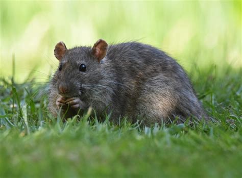 Brown Rat Rattus Norvegicus Brown Rat Rattus Norvegicus Flickr