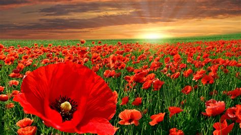1920x1080 1920x1080 Flowers Poppies Sky Landscape Coolwallpapersme