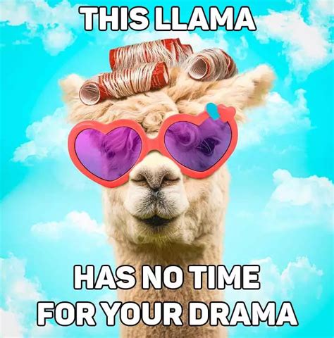 25 Llama Memes Jokes Funny As Hell The Daily Wildlife