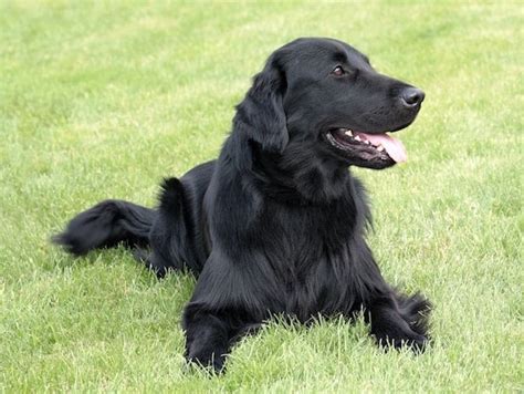 Understanding The Flat Coated Retriever Temperament And More