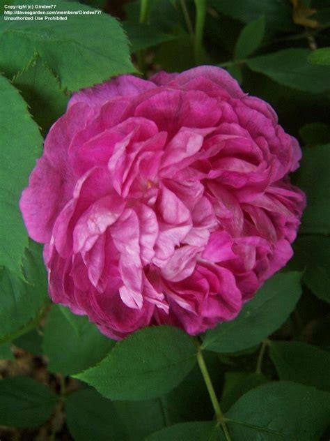 Plantfiles Pictures Hybrid Perpetual Old Garden Rose Reine Des