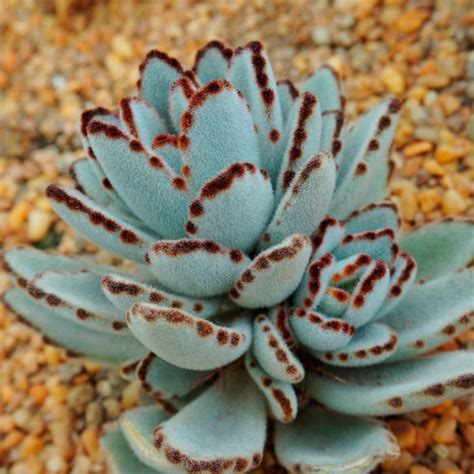 10 Cool Succulents That Make Great Houseplants Taste Of Home