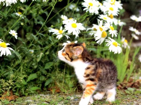 Among Flower Garden Flower Cat Kitten Daisy Hd Wallpaper Peakpx