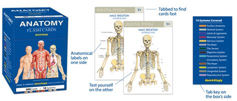 Anatomy Vocabulary Flash Cards Quickstudy Anatomy Worksheets