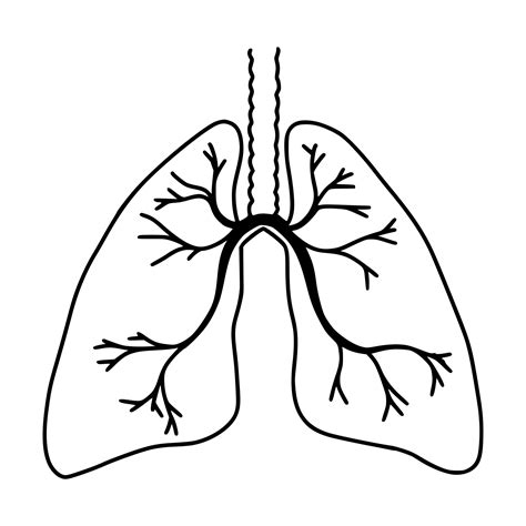 Hand Drawn Of Lungs Doodle Style Internal Organs Of The Human Design