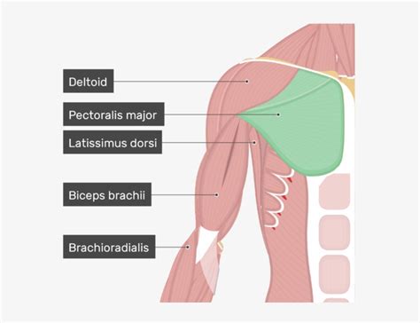 An Image Showing The Pectoralis Major Muscle Attached Attachment Of