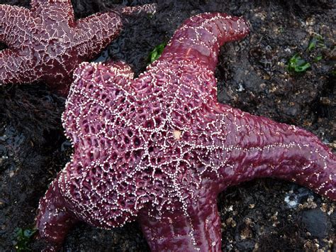 Purple Sea Stars At Yaquina Head Lighthouse State Park Flickr
