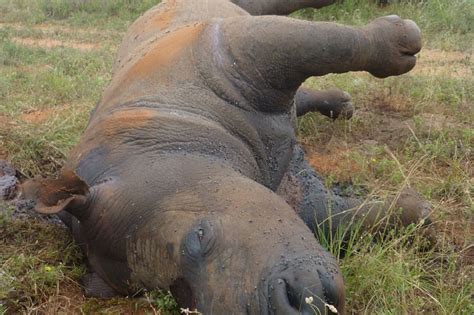 Poaching Rhino Threats Save The Rhino International