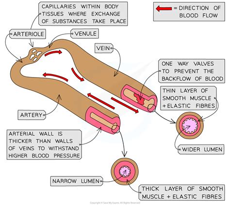 Structure And Function Of Blood Vessels Extended 9112 Cie Igcse