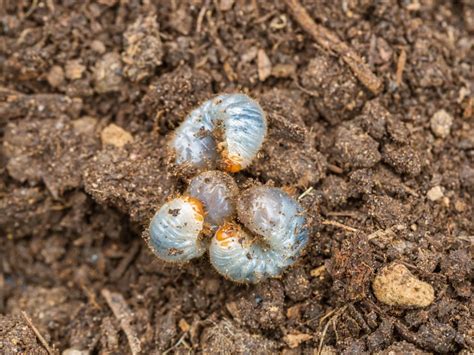 Grub Worm Control Tips On How To Get Rid Of Lawn Grubs