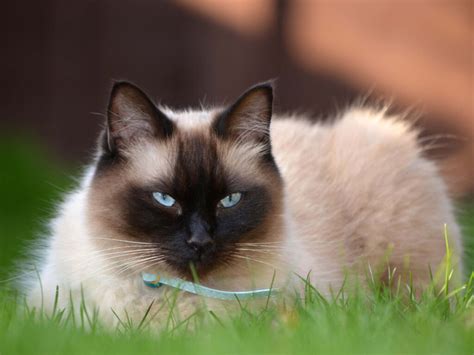 Seal Point Ragdoll Cats Colorpoint Mitted Bicolor And Lynx