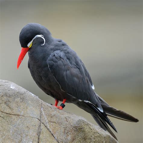 Portrait Of Ringed Inca Tern Birds On Rocks In Natural Habitat E