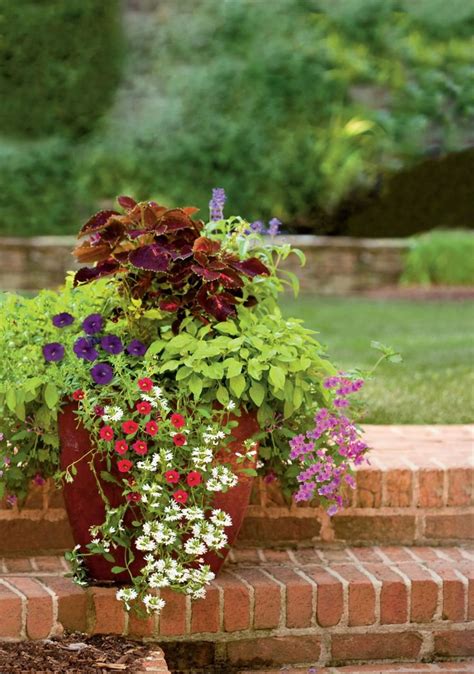 2030 Best Flowers For Pots On Porch