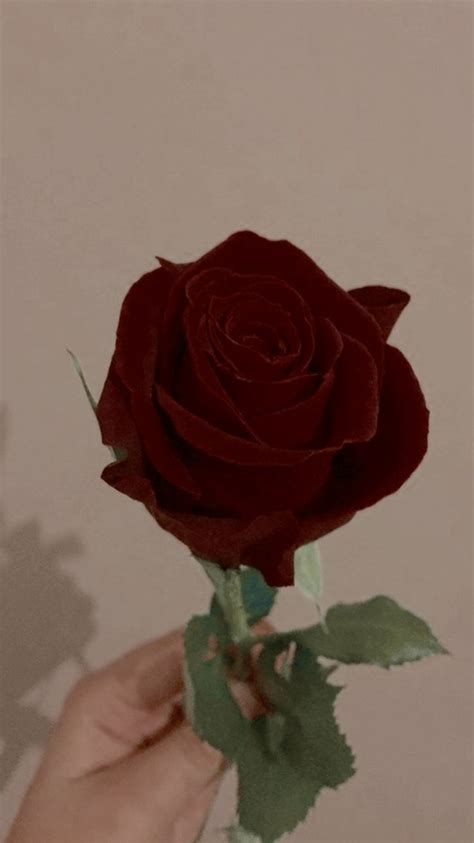 Black Rose Aesthetic Pfp