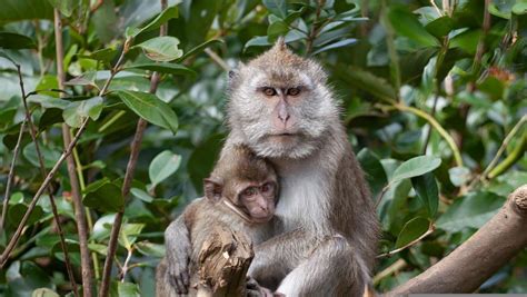 6 Fakta Monyet Ekor Panjang Primata Yang Terancam Punah