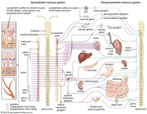 Structure And Functions Of The Autonomic Nervous System Britannica